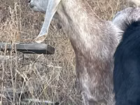 Echki, Beetal goats — 1-rasm