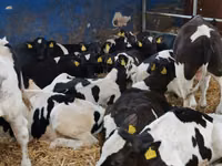 Taureau, Simmental cattle — photo 3