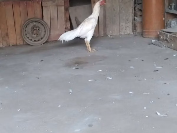 Chickens — Azerbaijão