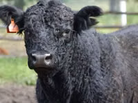 Bulle, Russian Black pied cattle — Foto 6