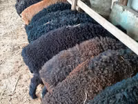 Baran, Arabi sheep — zdjęcie 1