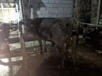 Krava, Skot — foto 3