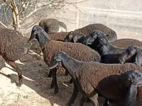 Ovce (šarže, pohlaví neuvedeno), Tajik sheep — foto 3