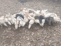 Turkeys — foto 1