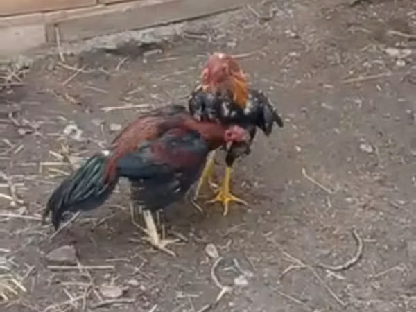 Chickens