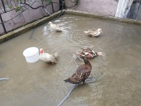 Ducks