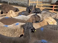 أغنام (دفعة، الجنس غير محدد), Arashan sheep — الصورة 2