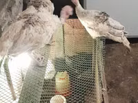 Turkeys — 写真 3