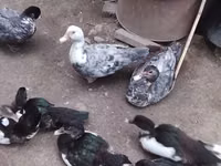 Ducks — ფოტო 1