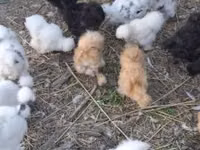 Danish hen — photo 4
