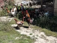 Chickens — foto 4