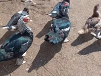 Ducks — zdjęcie 5