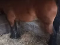 母马, Horses — 照片 4