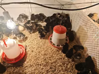 Australorp — photo 5