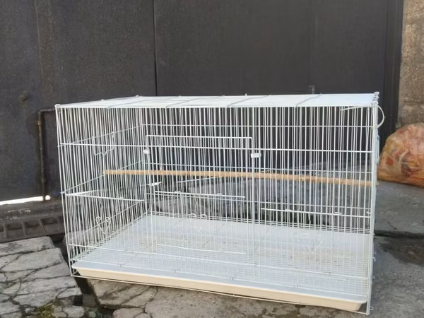 Teze kimidi sonu 60 azn korella qusu ile barter var 2 eded lutino ile