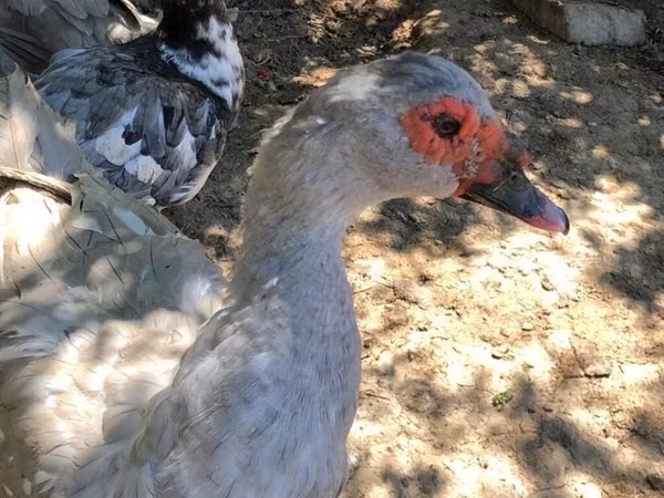Geese