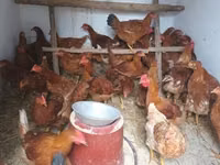 Chickens — foto 1