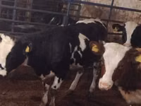 母牛, Simmental cattle — 照片 3
