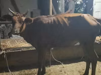गाय, मवेशी — फ़ोटो 2