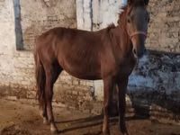 母马, Horses — 照片 1