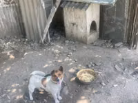 Kiçik ölçülü it evi – it üçün taxta budka - Material: qalın taxta — foto 1