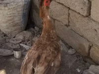 Ducks — Foto 4
