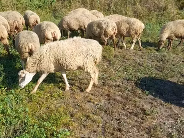 Brebis, Karabakh sheep