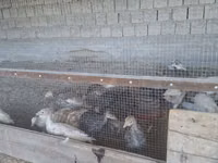 Slovenian Silver Hen — photo 4
