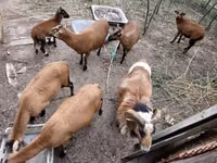 Beran, Cameroon sheep — foto 5