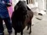 ஆண் ஆடு, ஆடுகள் — புகைப்படம் 4