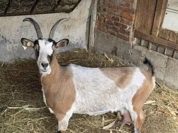 Ешкі, Ешкілер