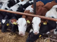 Bydło (partia, płeć nieokreślona), Simmental cattle — zdjęcie 1
