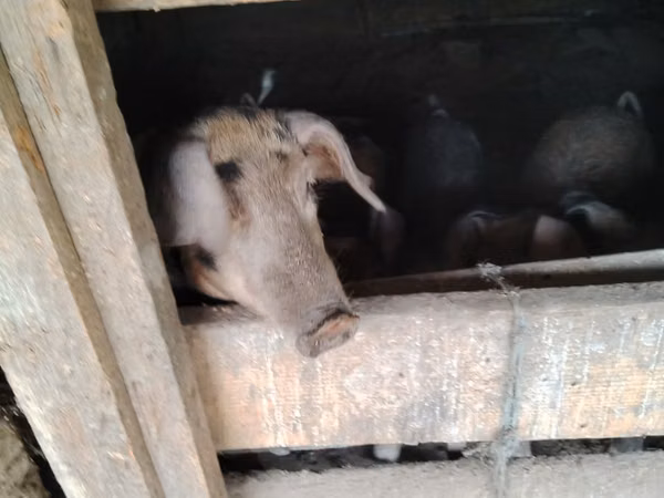 Eber, Schweine