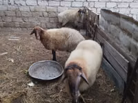 Carnero, Blackheaded Persian sheep — foto 8