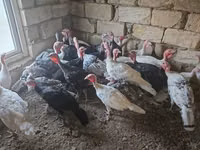 Turkeys — foto 1