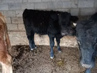 雄牛, Simmental cattle — 写真 2