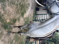 Kůň, Missouri foxtrotter — foto 4