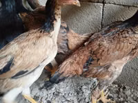 Chickens — foto 2