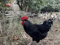 Chickens — الصورة 2