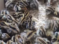 Quails — புகைப்படம் 3