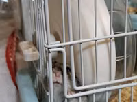 Hamster üçün tam dəst qəfəs - Rəng: açıq mavi altlıq, ağ barmaqlıq - — zdjęcie 4