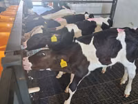 Toro, Russian Black pied cattle — foto 1