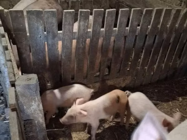Porcs (lot, sexe non indiqué), Porcs