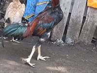 Chickens — الصورة 1