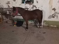 Kůň, Koně — foto 1