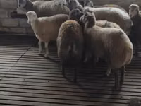 绵羊（批次，未指定性别）, Sheep — 照片 1