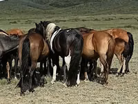 ცხენი, ცხენები — ფოტო 2