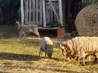 Brebis, Racka sheep — photo 2