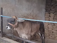 Buğa, Brahman — foto 2
