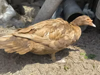 Ducks — foto 2
